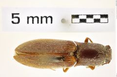 Foto (Dorsalansicht) von Proludius aplastoides (Van Dyke, 1832) (NHMW-ZOO-COL-0008349)